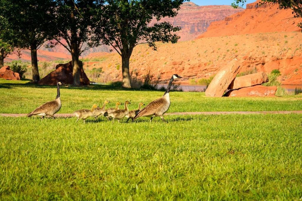 Sorrel River Ranch Resort & Spa Моаб Екстер'єр фото